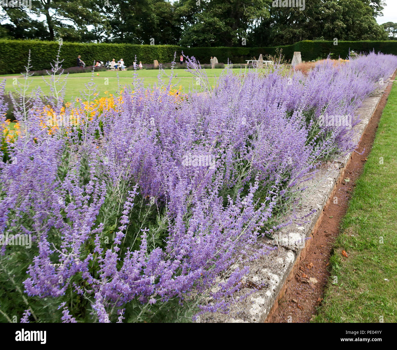 Lavendel Pflanzen im Park in North Berwick Stockfoto