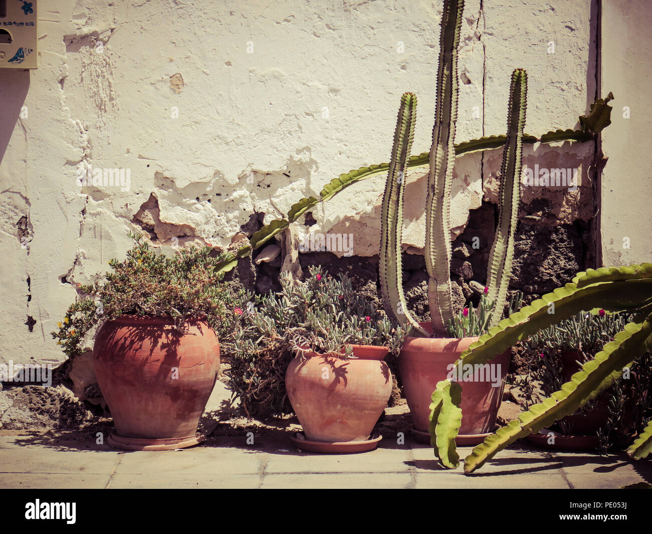 Kaktus Pflanzen in Töpfen im sonnigen Garten Stockfoto