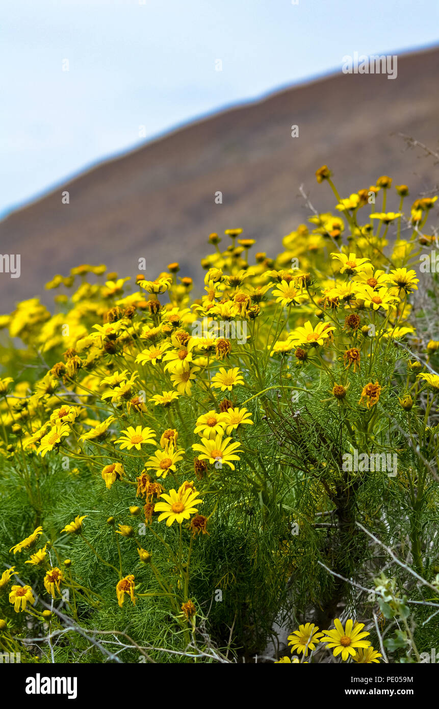 Wilde Riesen Coreopsis (Leptosyne gigantea) in Blüte bei mugu Rock in Malibu, Kalifornien Stockfoto