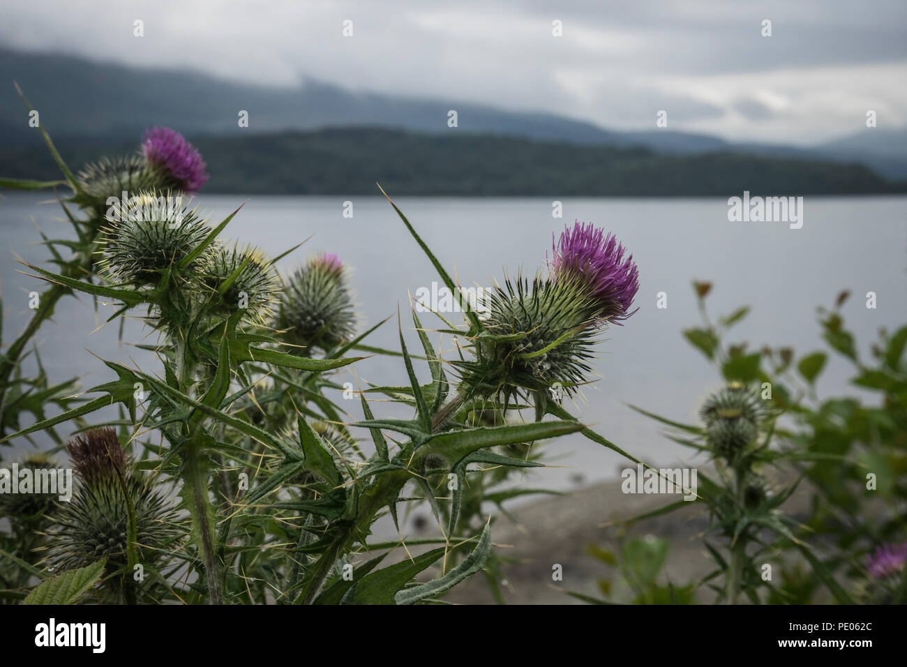 Am Ufer des Loch Lomond Stockfoto