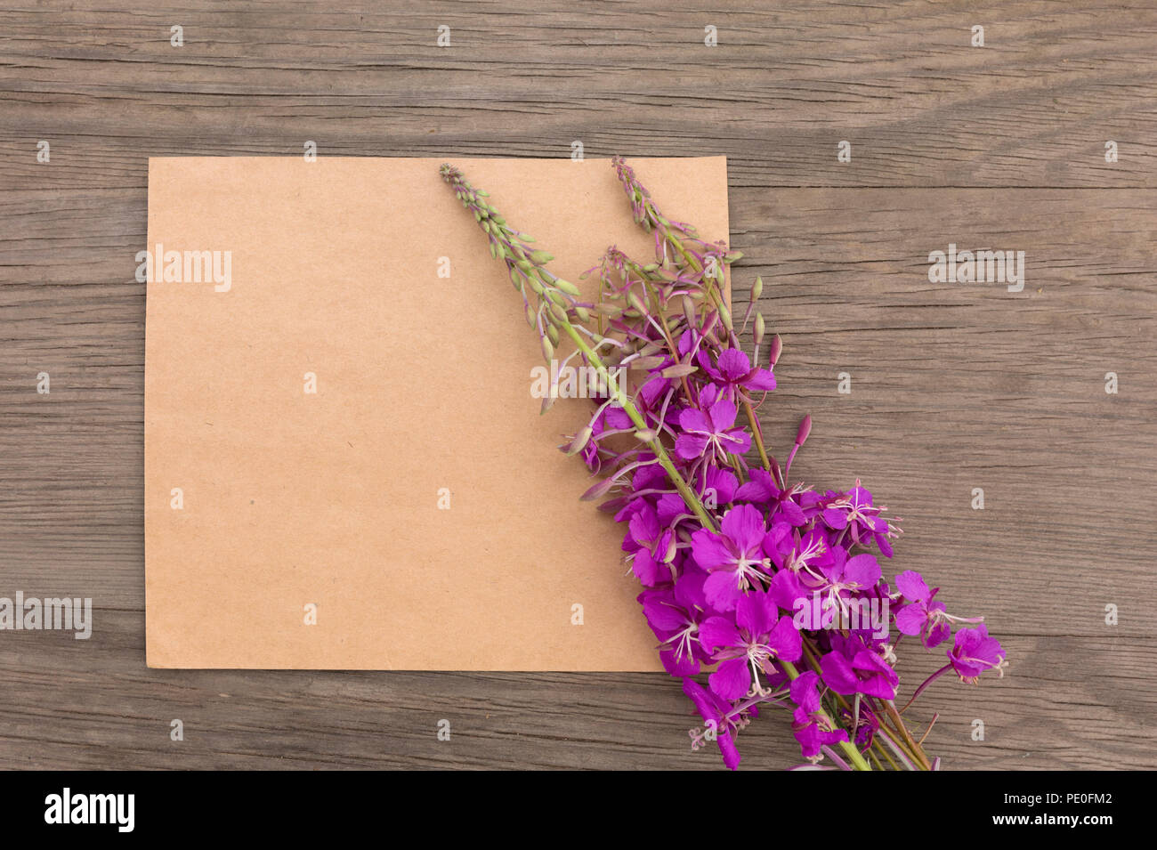 Blühende Sally lila Blüten mit Handwerk Papier leer in alten grunge Holz- Hintergrund. Ansicht von oben. Minimalistischer mockup. Stockfoto