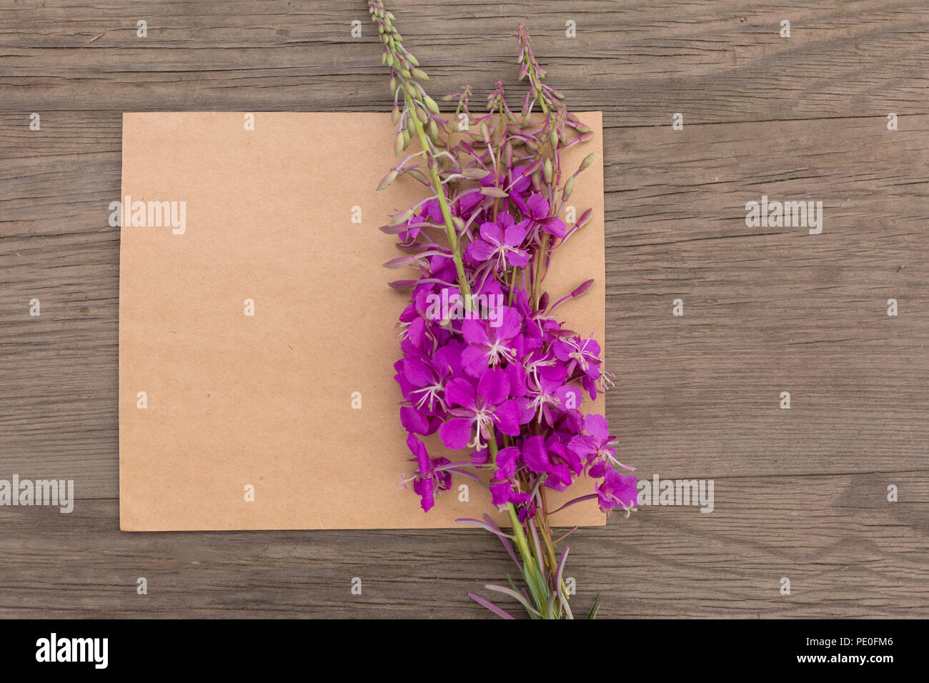 Blühende Sally lila Blüten mit Handwerk Papier leer in alten grunge Holz- Hintergrund. Ansicht von oben. Minimalistischer mockup. Stockfoto