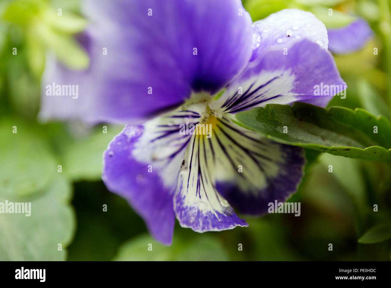 Violette Farbe stiefmütterchen Blume mit Tautropfen auf unscharfen Hintergrund. Stockfoto