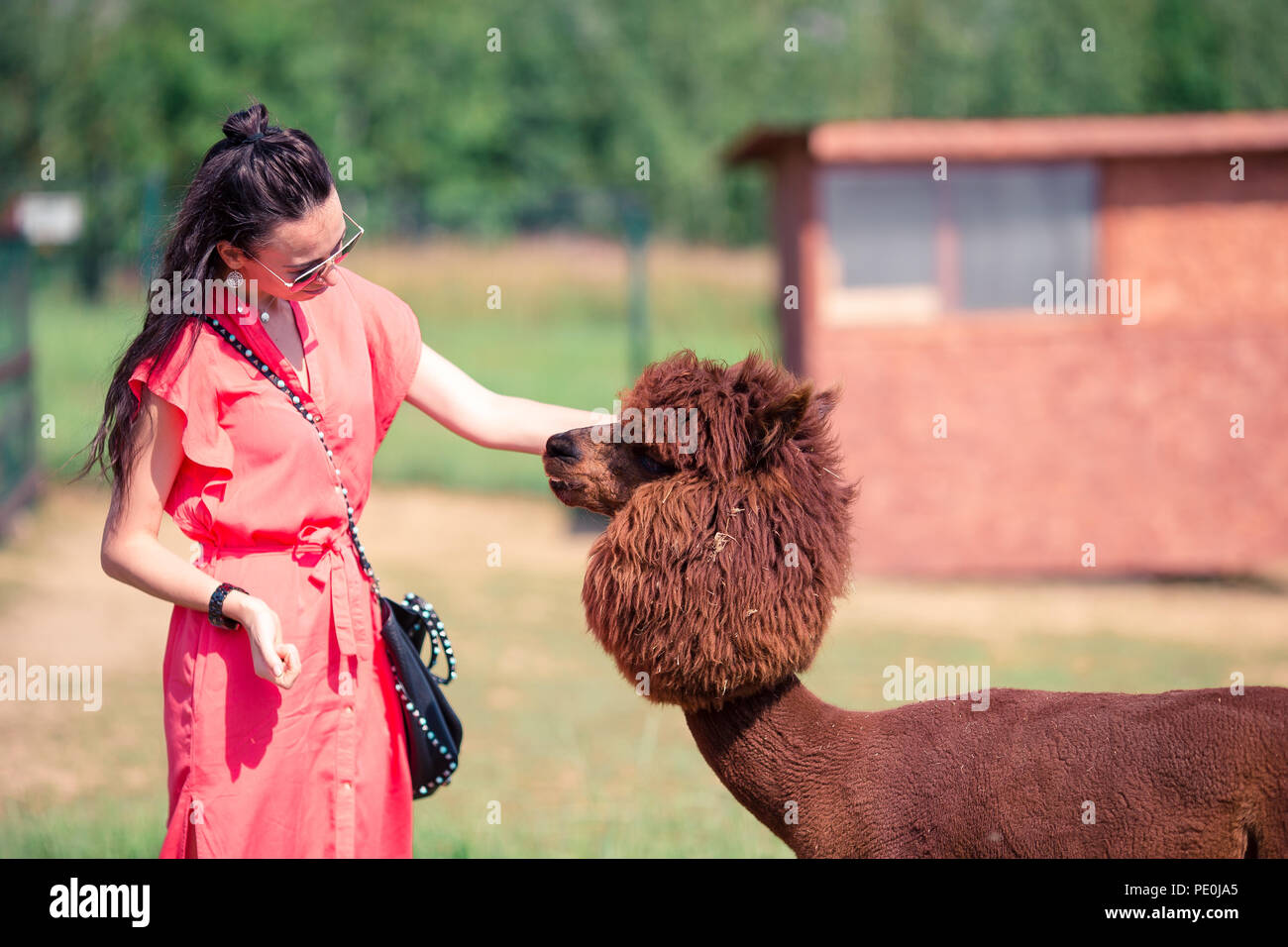 Schöne Frau spielen mit niedlichen Alpaka im Zoo. Liebe Tier Stockfoto