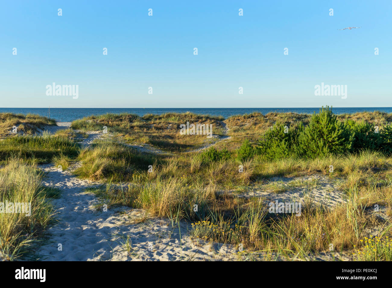 Ostseeküste Prerow Stockfoto