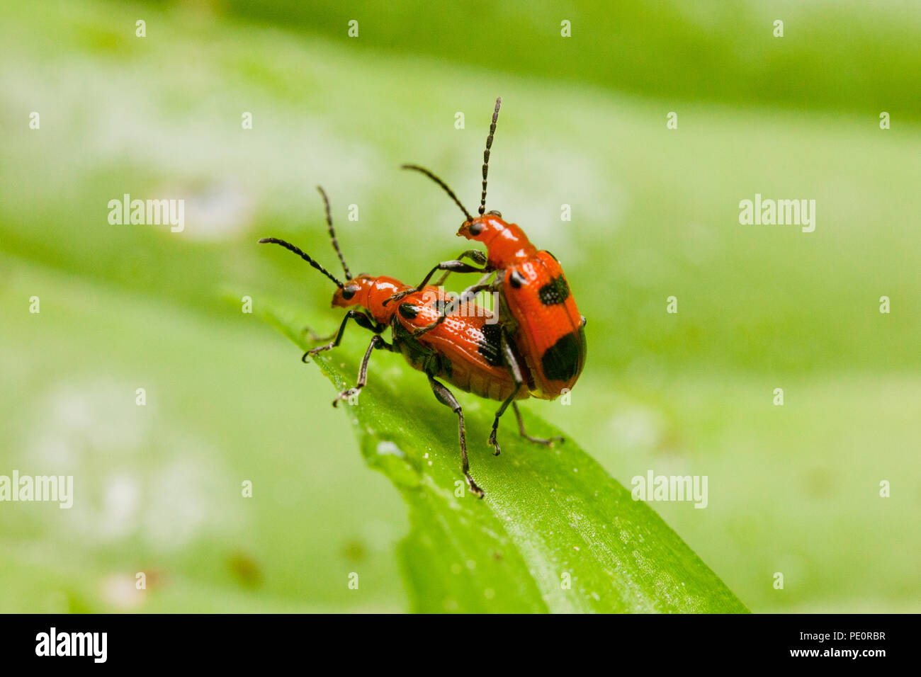 Sechs gefleckte Neolema Käfer Paarung (Neolema sexpunctata) - Virginia USA Stockfoto