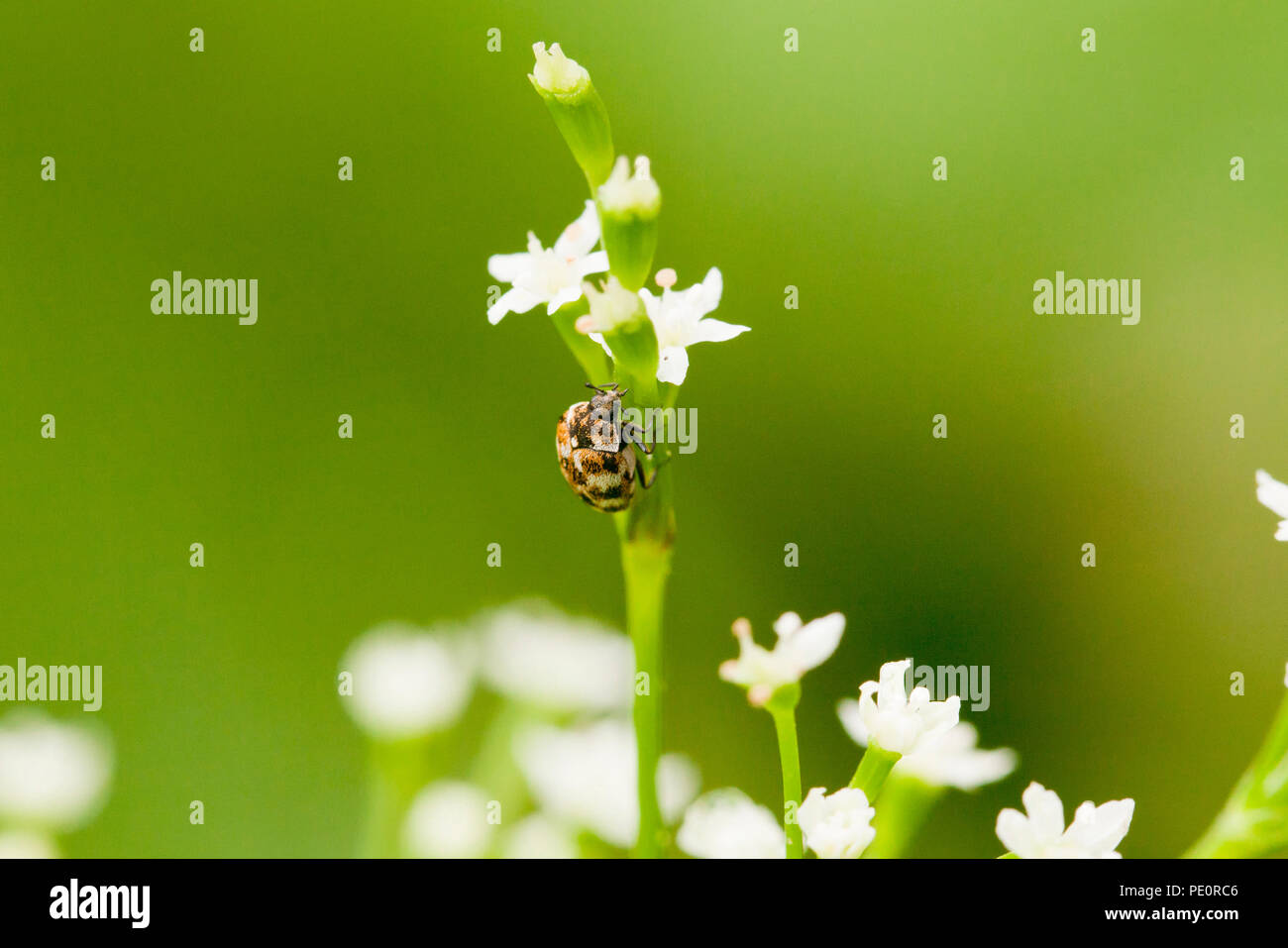 Abwechslungsreiche Teppich Käfer (Anthrenus verbasci) - USA Stockfoto