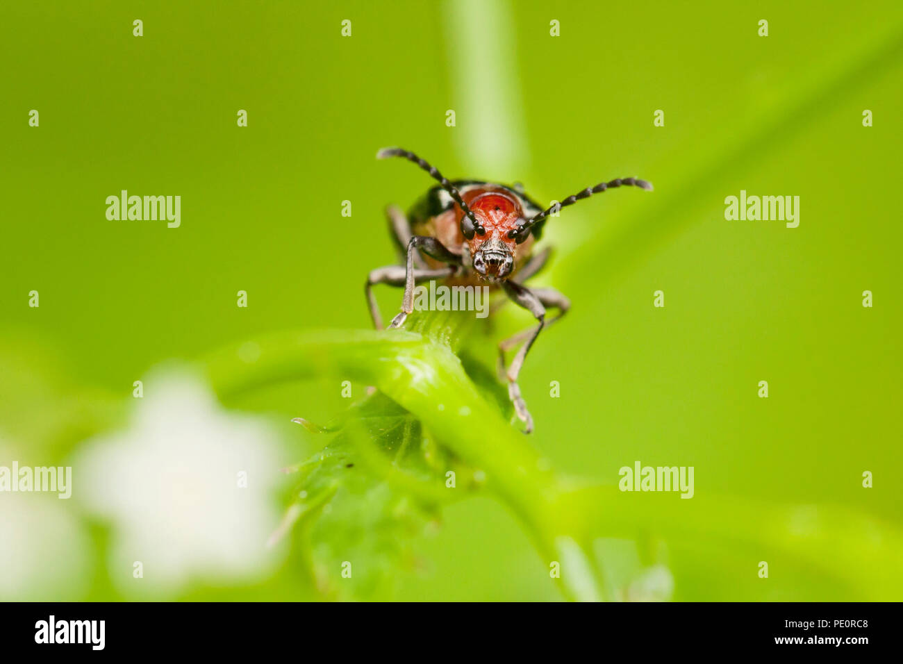 Müsli blatt Käfer (Oulema melanopus) - Virginia USA Stockfoto