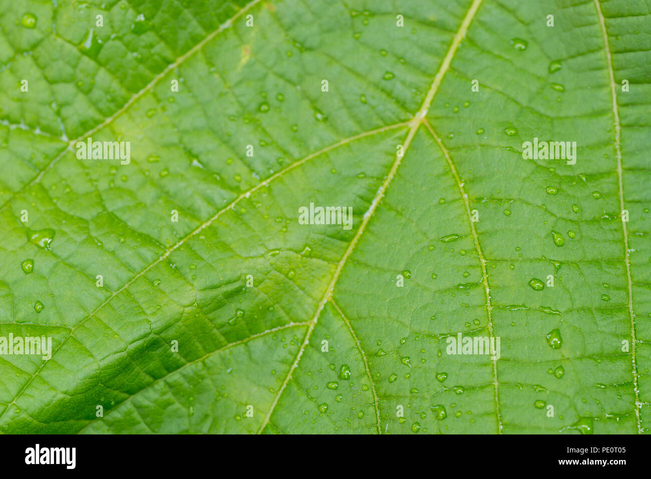 Wassertropfen auf einem Blatt Makro selektiven Fokus Stockfoto