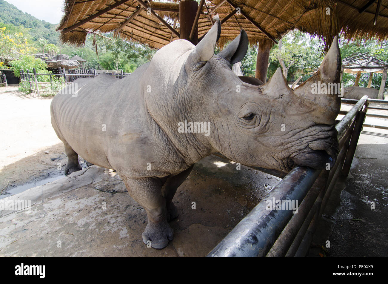 Nashorn liegend auf der Wiese im Thai Park. Stockfoto