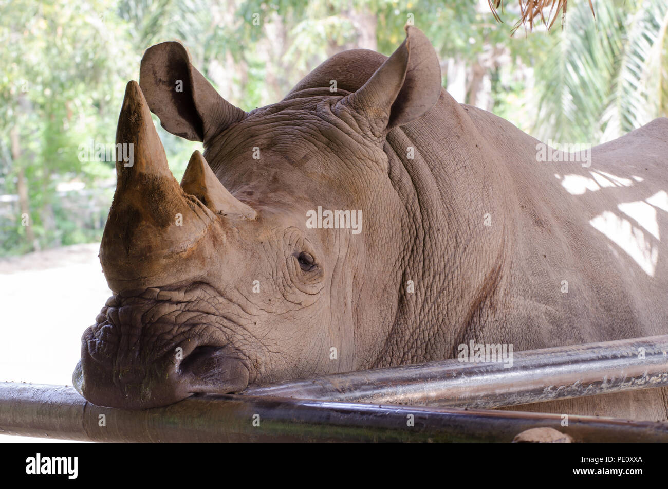 Nashorn liegend auf der Wiese im Thai Park. Stockfoto
