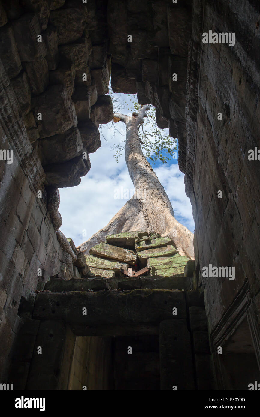 Big Tree root kombinieren mit alten Stein Balkon bei Preah Khan der Stone Temple in das Weltkulturerbe Angkor, Siem Reap, Kambodscha Stockfoto