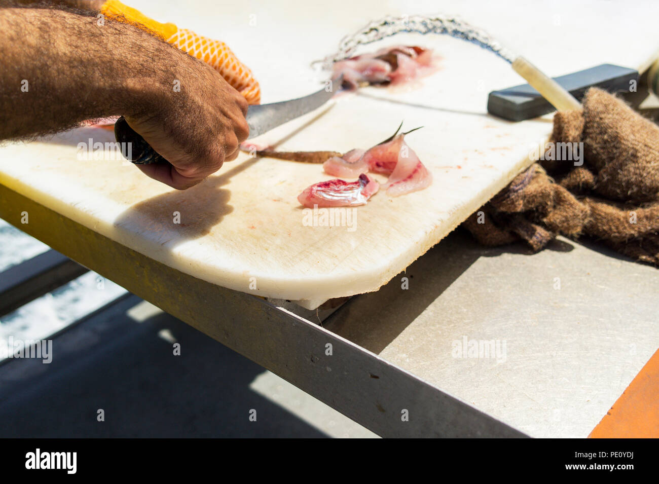Fischer Vorbereitung Salzwasser Fische auf einem Schneidebrett. Fischer auf schiffsdeck schneiden Fisch mit einem Messer. Stockfoto