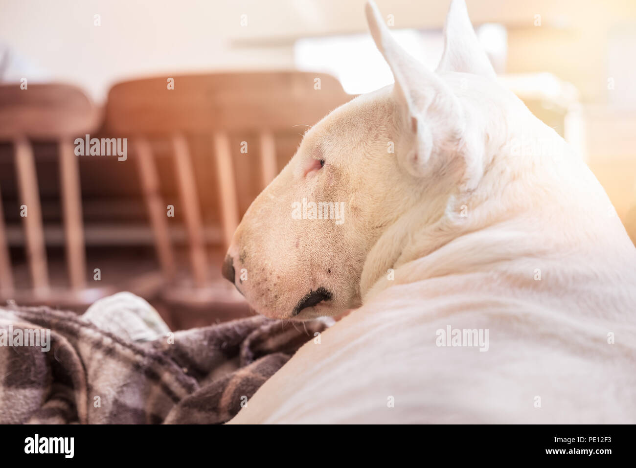 Weißer Hund, English Bull Terrier Profil Portrait. Seitliche Sicht auf die Schnauze. Hund ruhen zu Hause liegen auf einer Decke Stockfoto