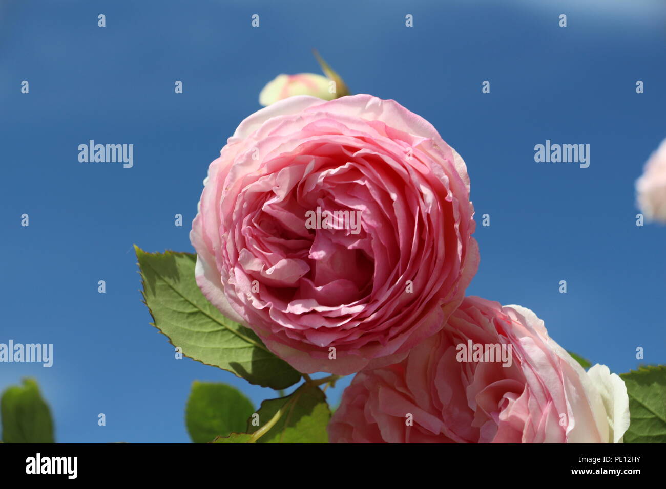 Single gefüllt, rosa Blüten vor blauem Himmel Stockfoto