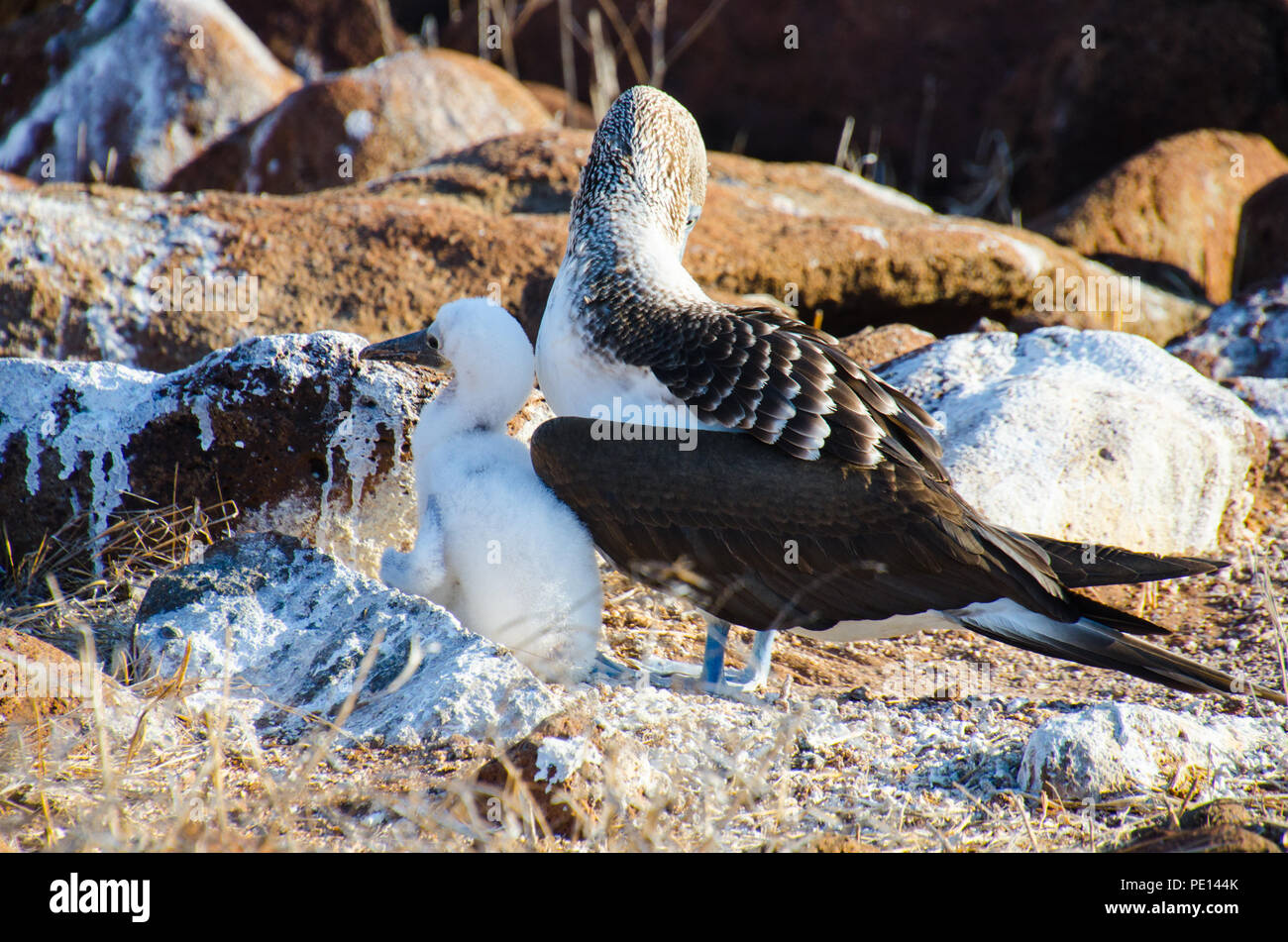 Nach blau-footed Booby stand Wache über die flauschigen weißen Monat alt Küken. Stockfoto