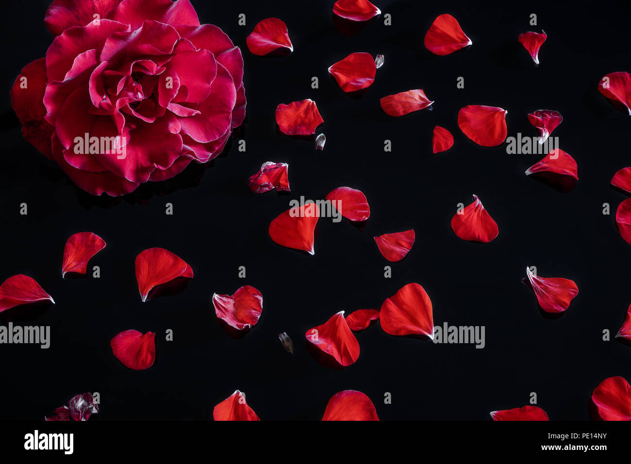 Eine rote Rose mit Frikadellen auf einem Schwarzen Tisch ist eine gute Dekoration für ein romantisches Abendessen. Stockfoto