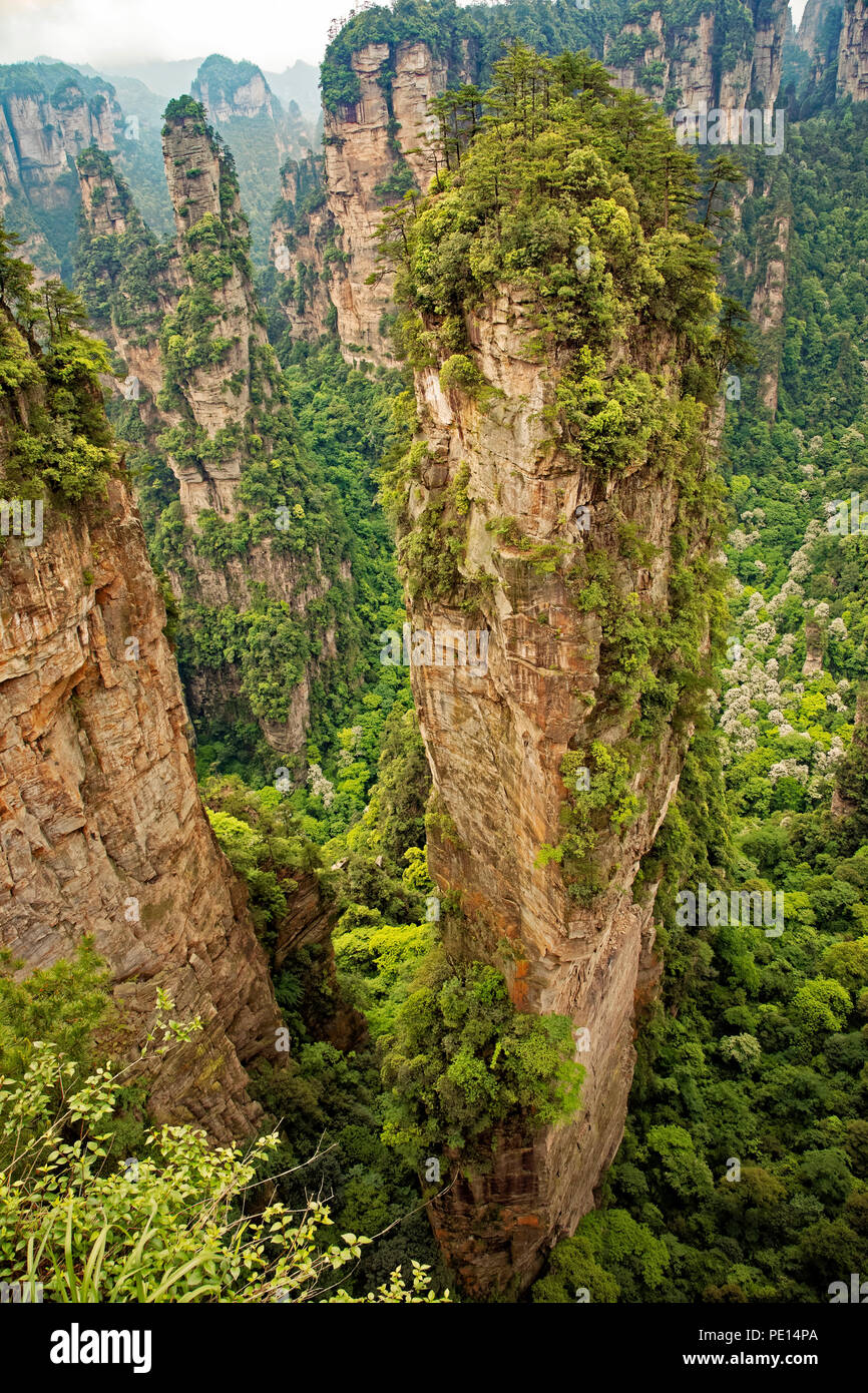 Der berühmte Pfeiler von Avatar schwimmende Berg in Zhangjiajie National Forest Park, Hunan Province China Stockfoto