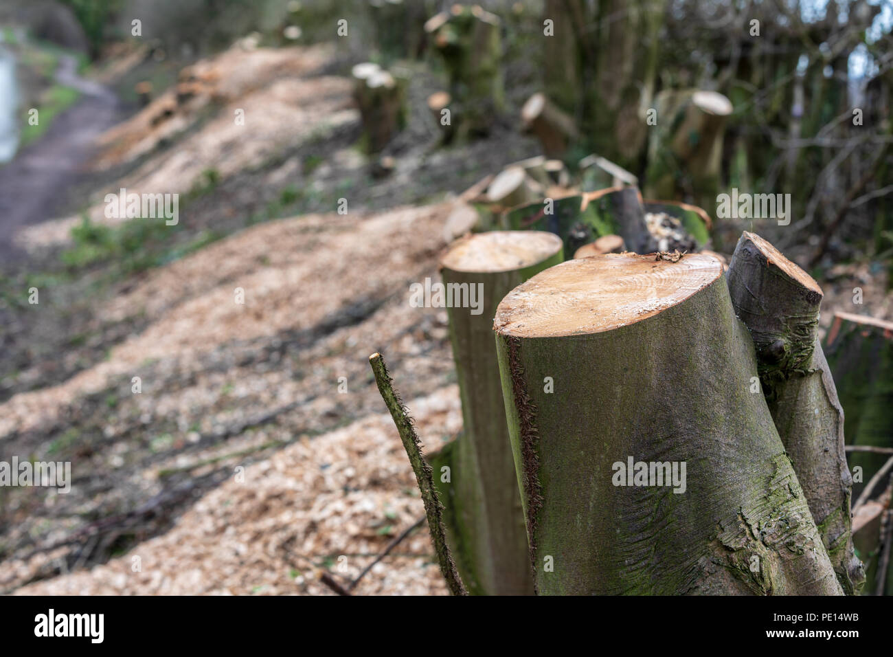 Baumstümpfen und Holzhackschnitzel nach Bäume abgeholzt worden Stockfoto