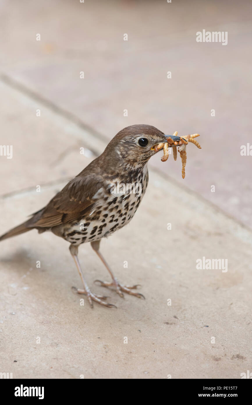 Turdus philomelos. Singdrossel auf Garten weg mit einem Schnabel voller Mehlwürmer. Großbritannien Stockfoto