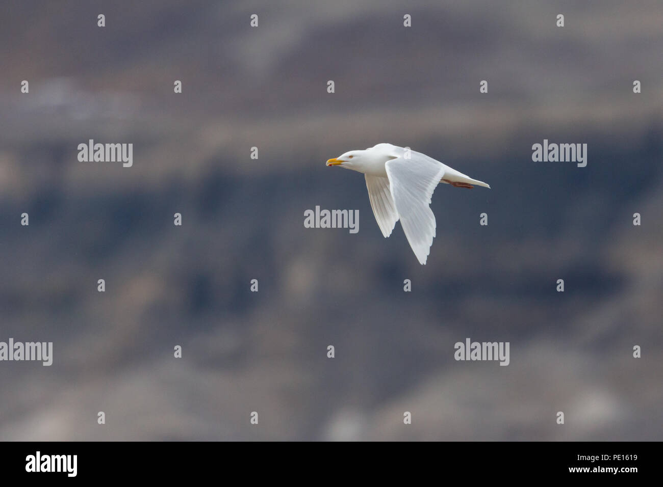 Flying natürliche glaucous burgomeister Möwe (Larus hyperboreus), felsige Umgebung Stockfoto