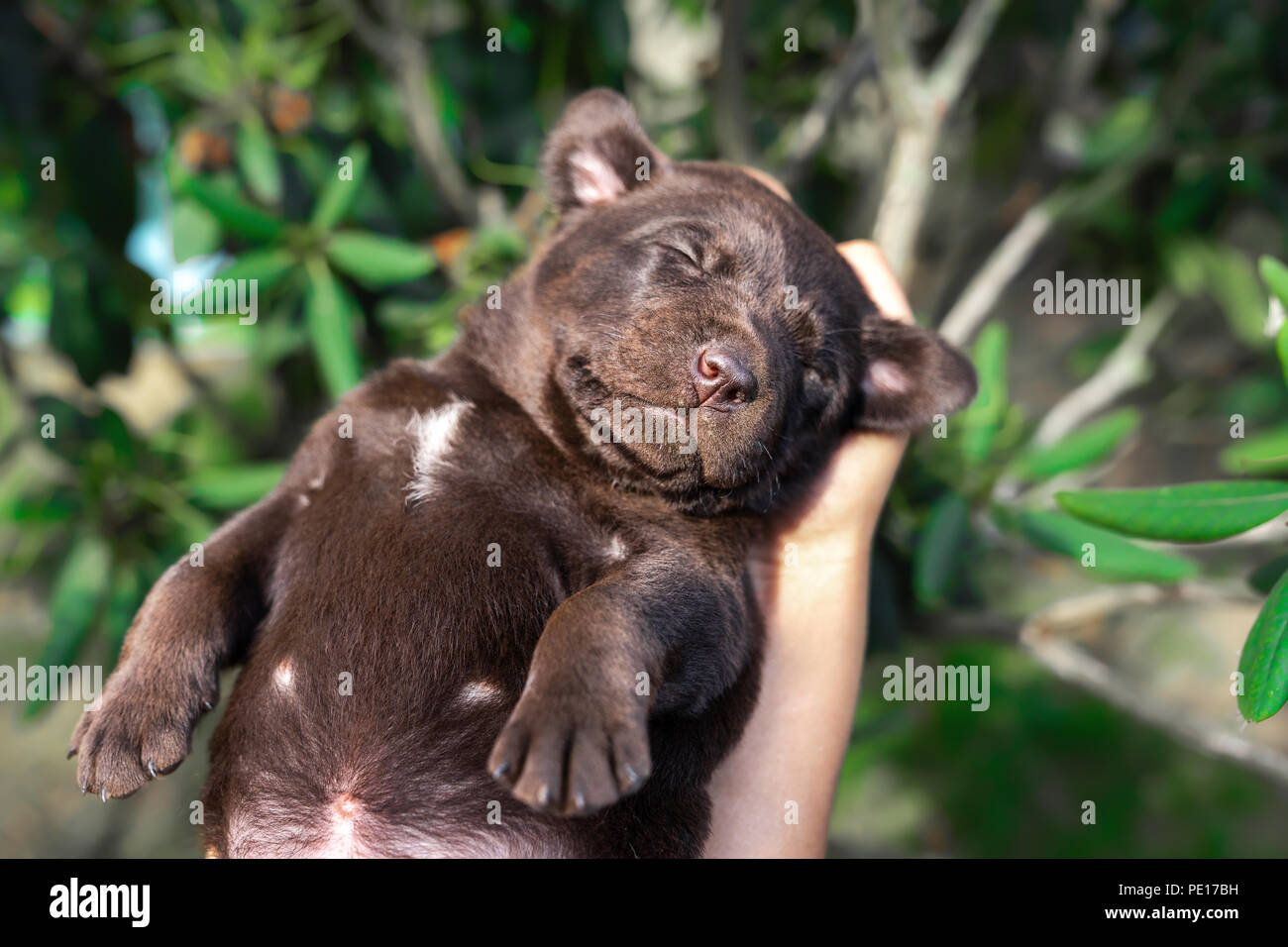 Junge süße Labrador Retriever Hunde Welpen Haustier Stockfoto