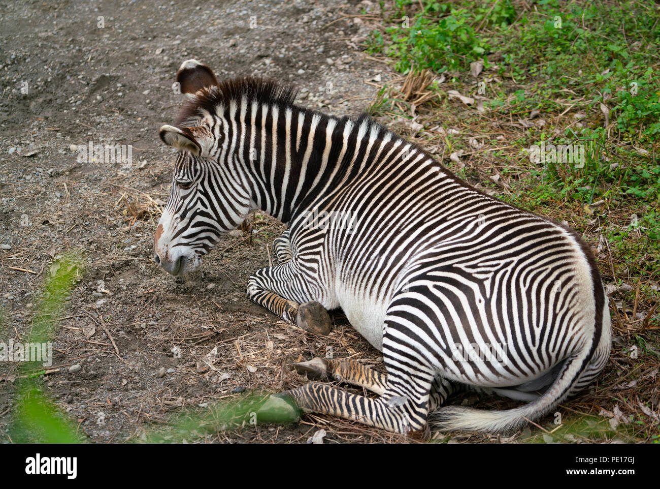 Die Grevy Zebra Equus grevyi auch wissen, wie die Imperial zebra auf den Boden Stockfoto