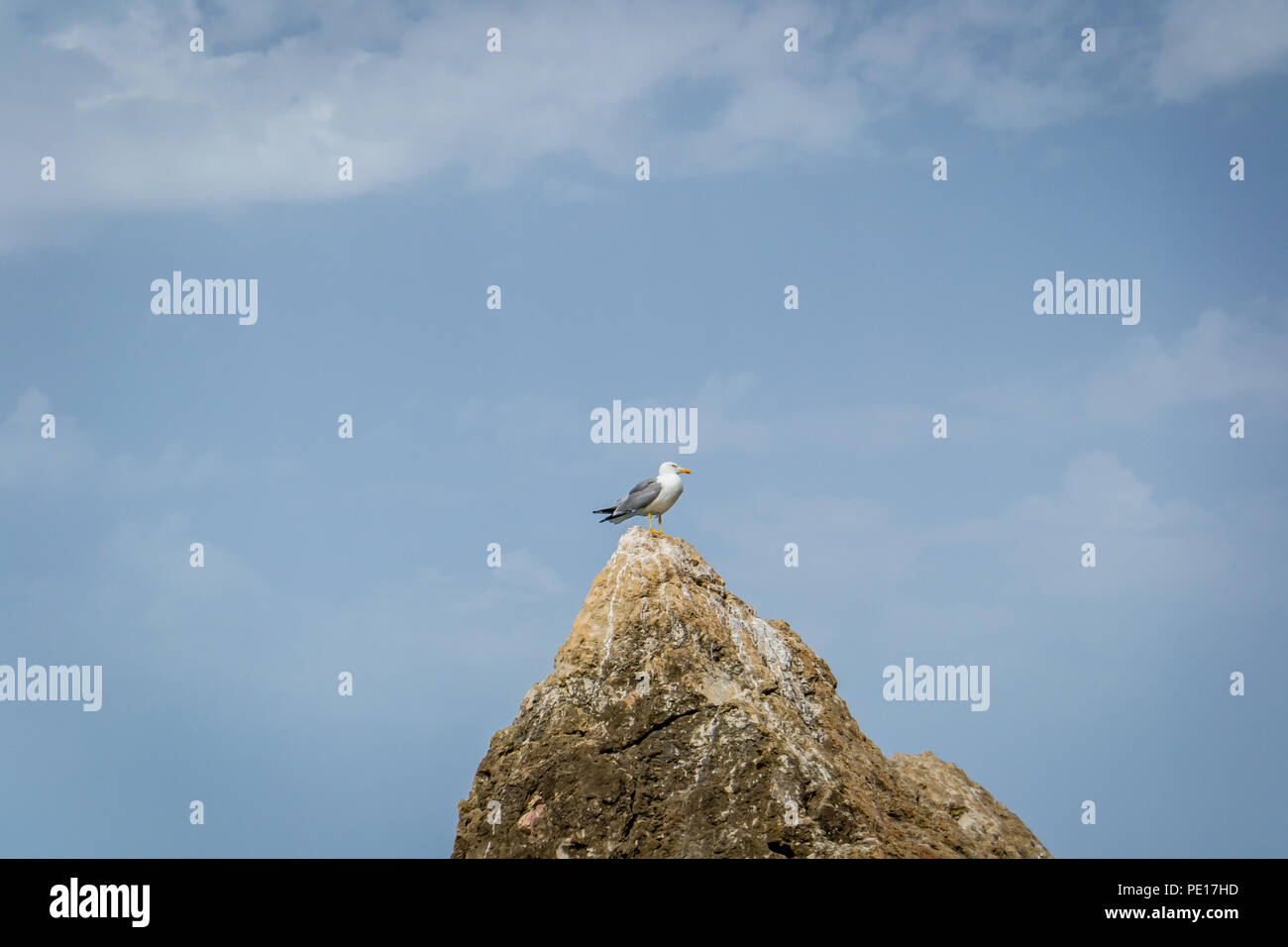 Vögel über die Stadt Stockfoto