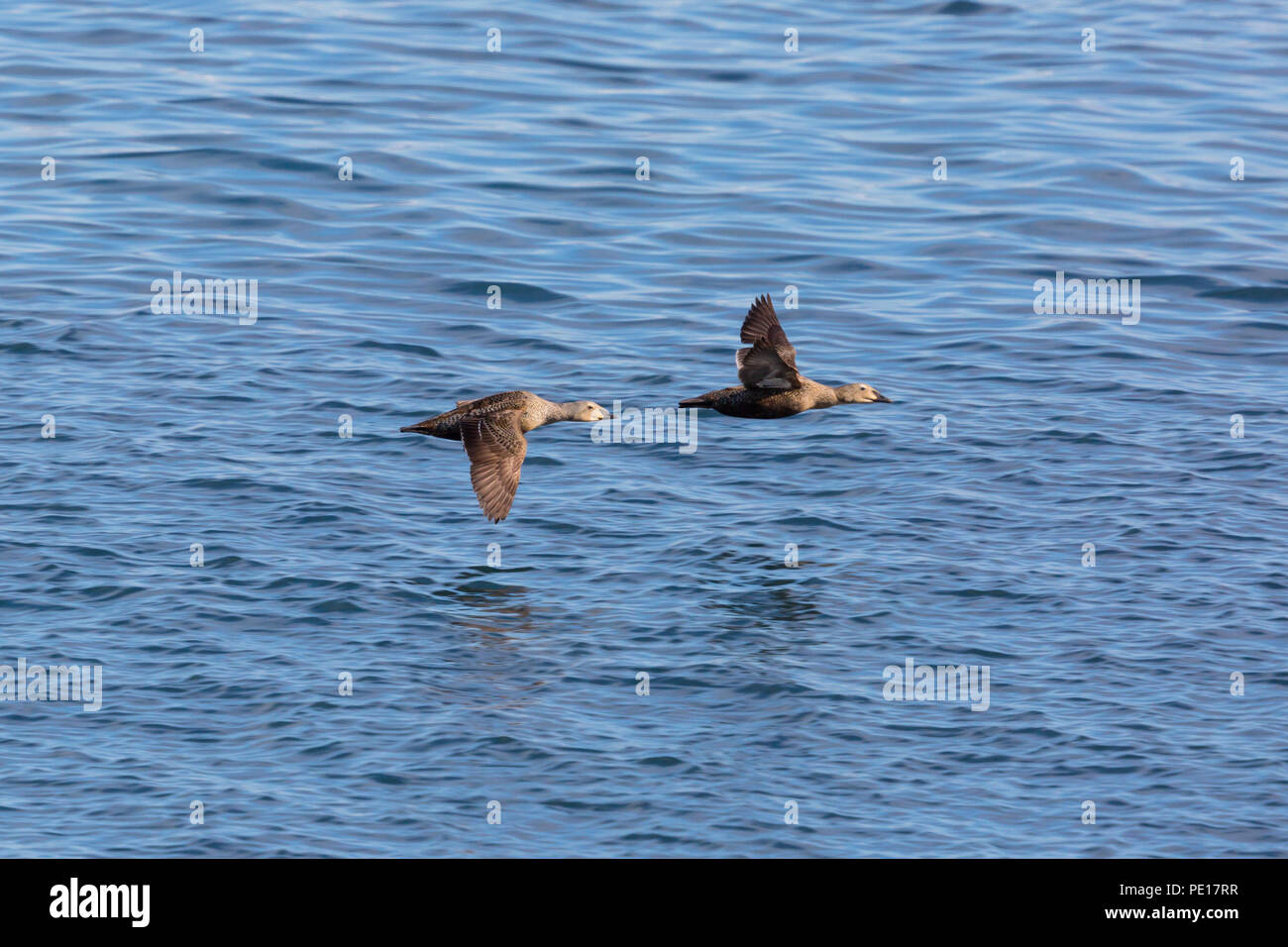 Zwei natürliche weibliche Eiderenten (Somateria Mollissima) Fliegen über blaue Wasser Oberfläche Stockfoto