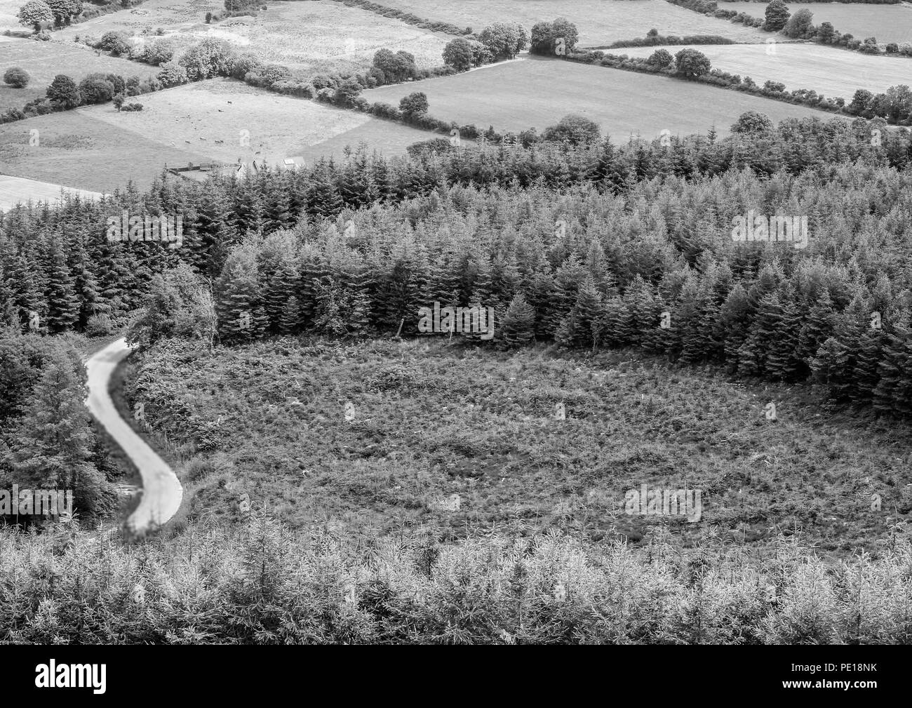 Waldwege Stockfoto