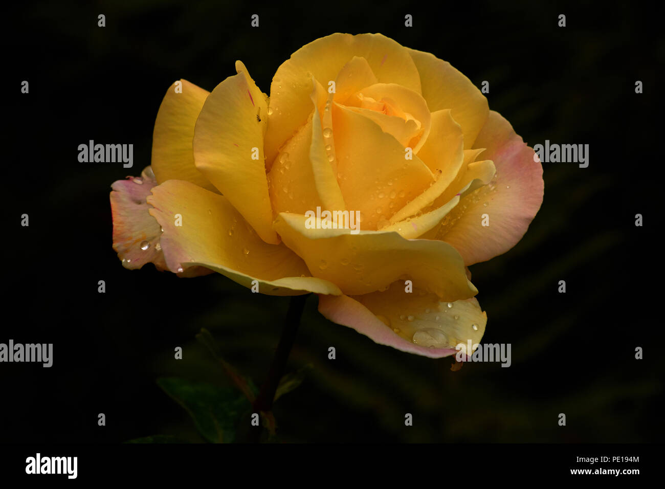 Gärten und Blumen Stockfoto