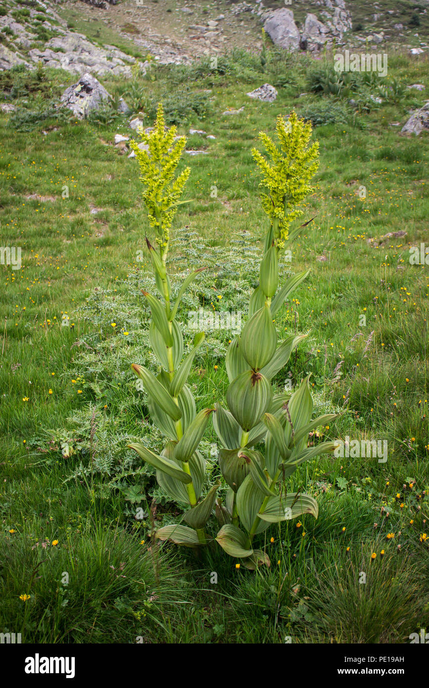 Grüne Blüten falscher Helleborine - Veratrum Album / lobelianum auf dem Sharr-Berg, Piribeg-Gipfel auf dem Kosovo Stockfoto
