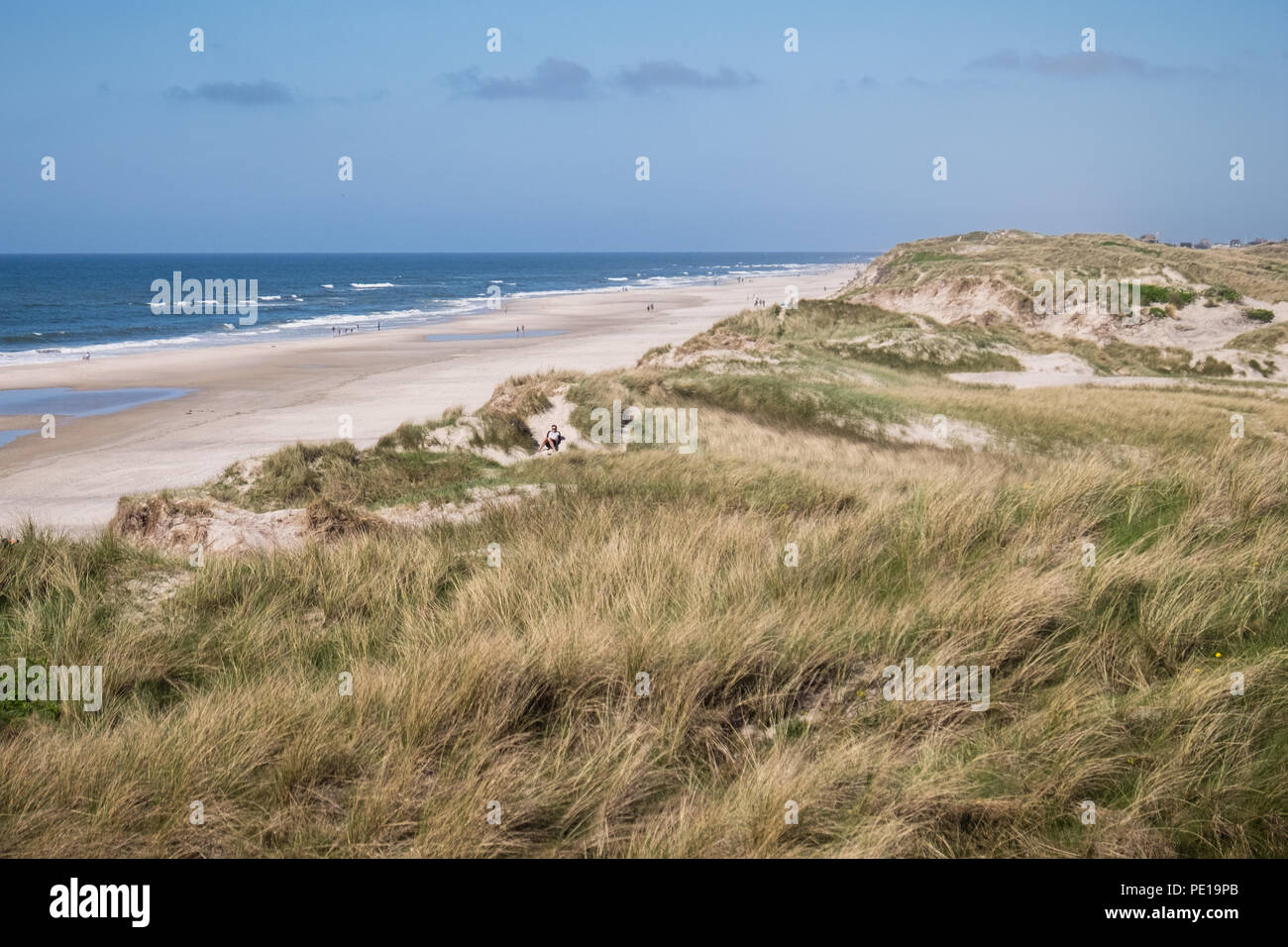 Die Küste von Jütland in der Nähe von Husby in Dänemark. Dies ist der Strand- und Dünenlandschaft, wo Vesterhav Syd Offshore-Windpark export Kabel wird das Land in der Nähe von Søndervig an der dänischen Nordseeküste treffen Stockfoto