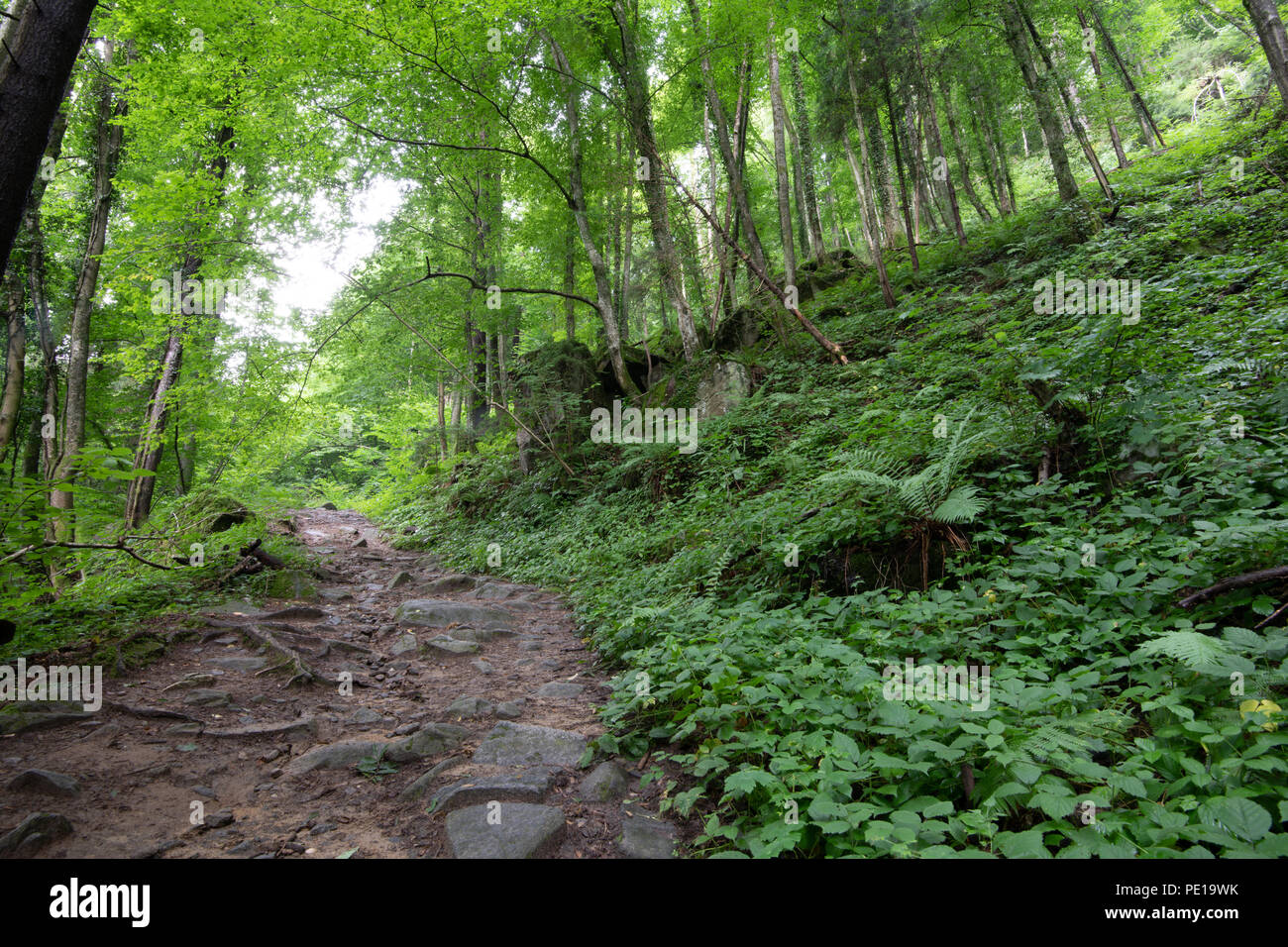 Wanderweg in üppigen, grünen Wald im Sommer Stockfoto