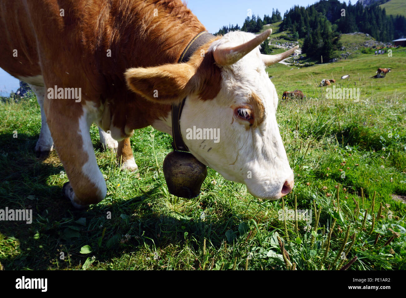 Braun weiß gefleckte Kuh an der Wiese im Sommer Sonne Stockfoto