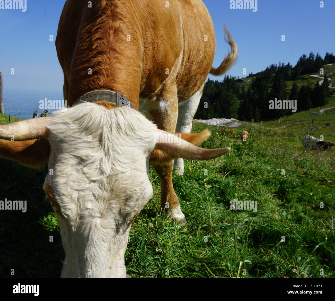 Braun weisse Kuh an der Wiese Stockfoto