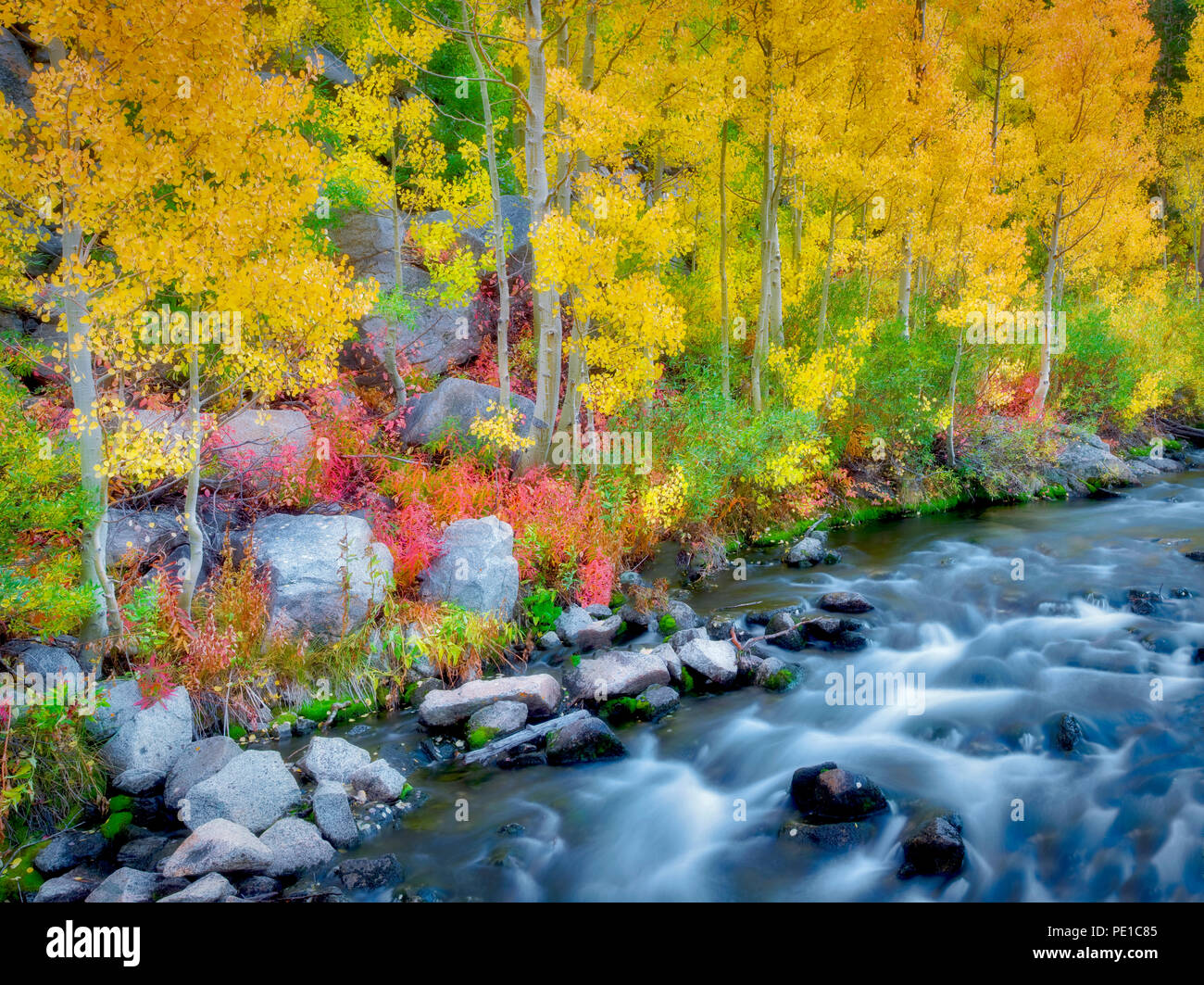 Fallen Sie farbige Espen entlang des South Fork Zemborzyce Creek. Inyo National Forest. California Stockfoto