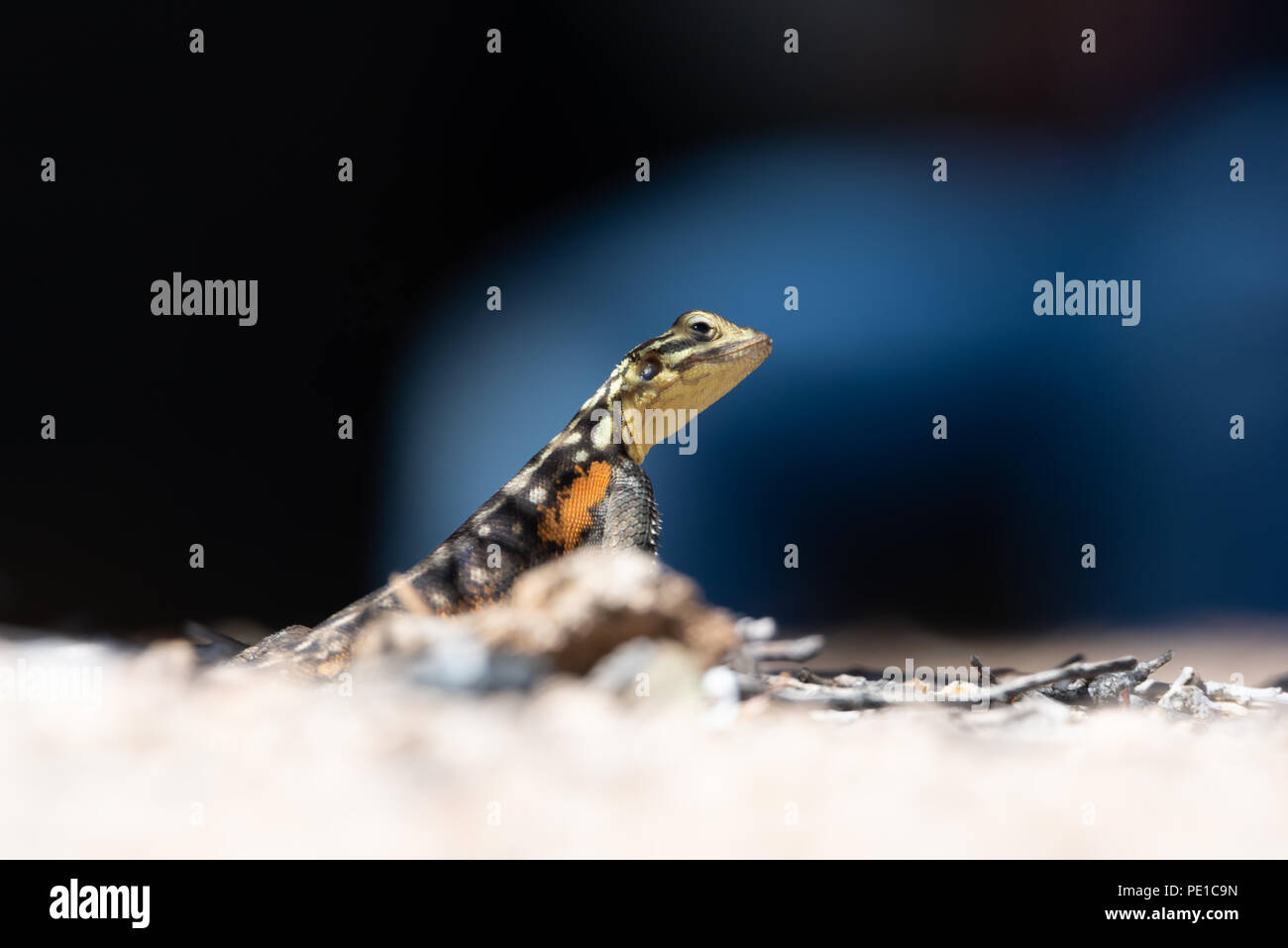 Close up Portrait von namibischen Rock agama Echse auf dem Boden suchen Stockfoto