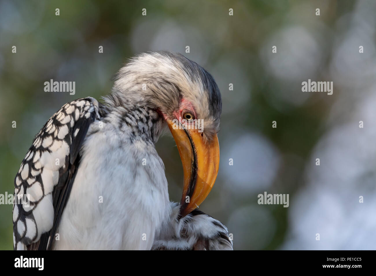 Yellow billed Hornbill portrait Reinigung Federn in schönen Abend Sonnenlicht Stockfoto