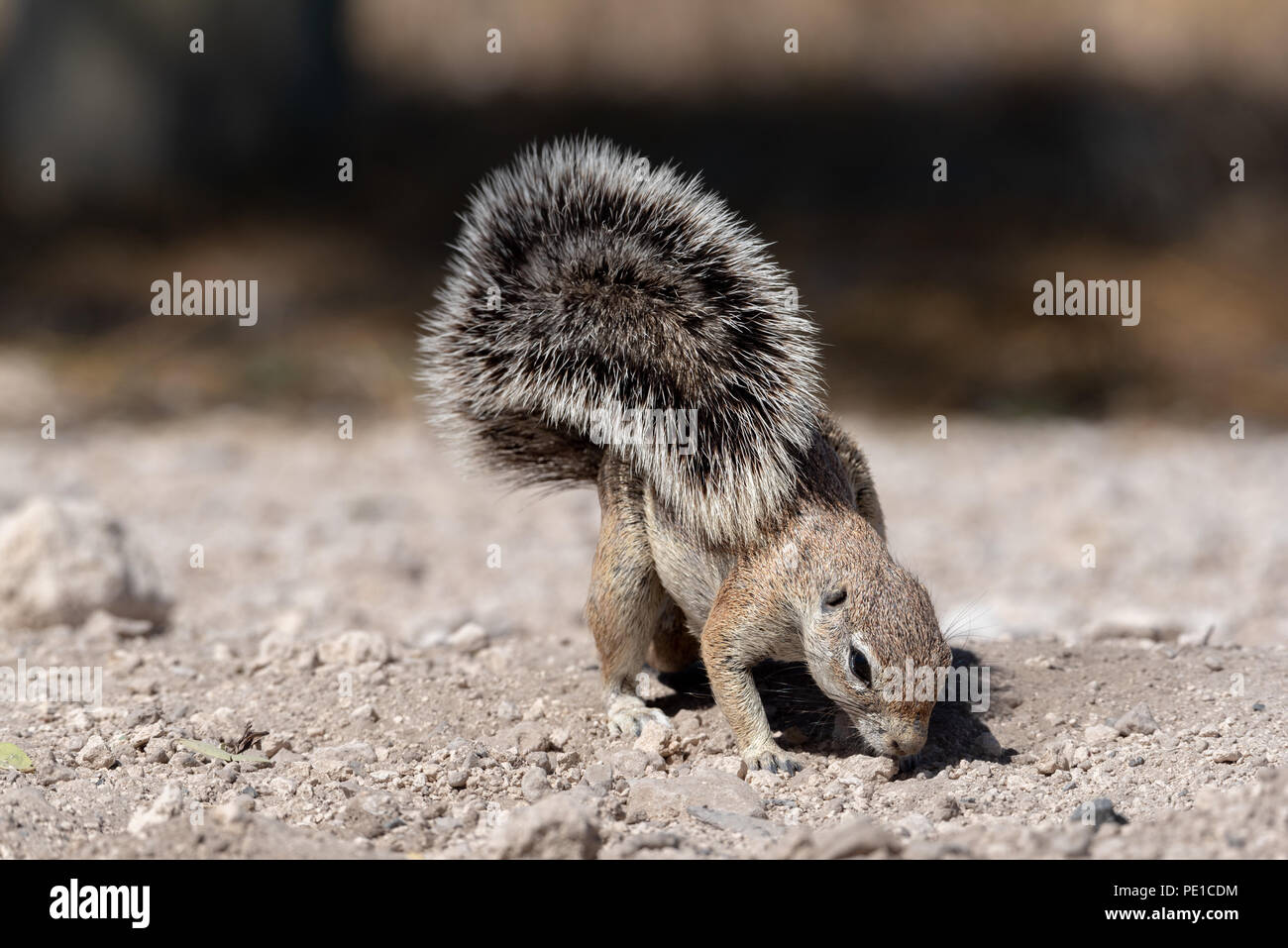 Namibischen Boden Eichhörnchen auf der Suche nach Nahrung Stockfoto