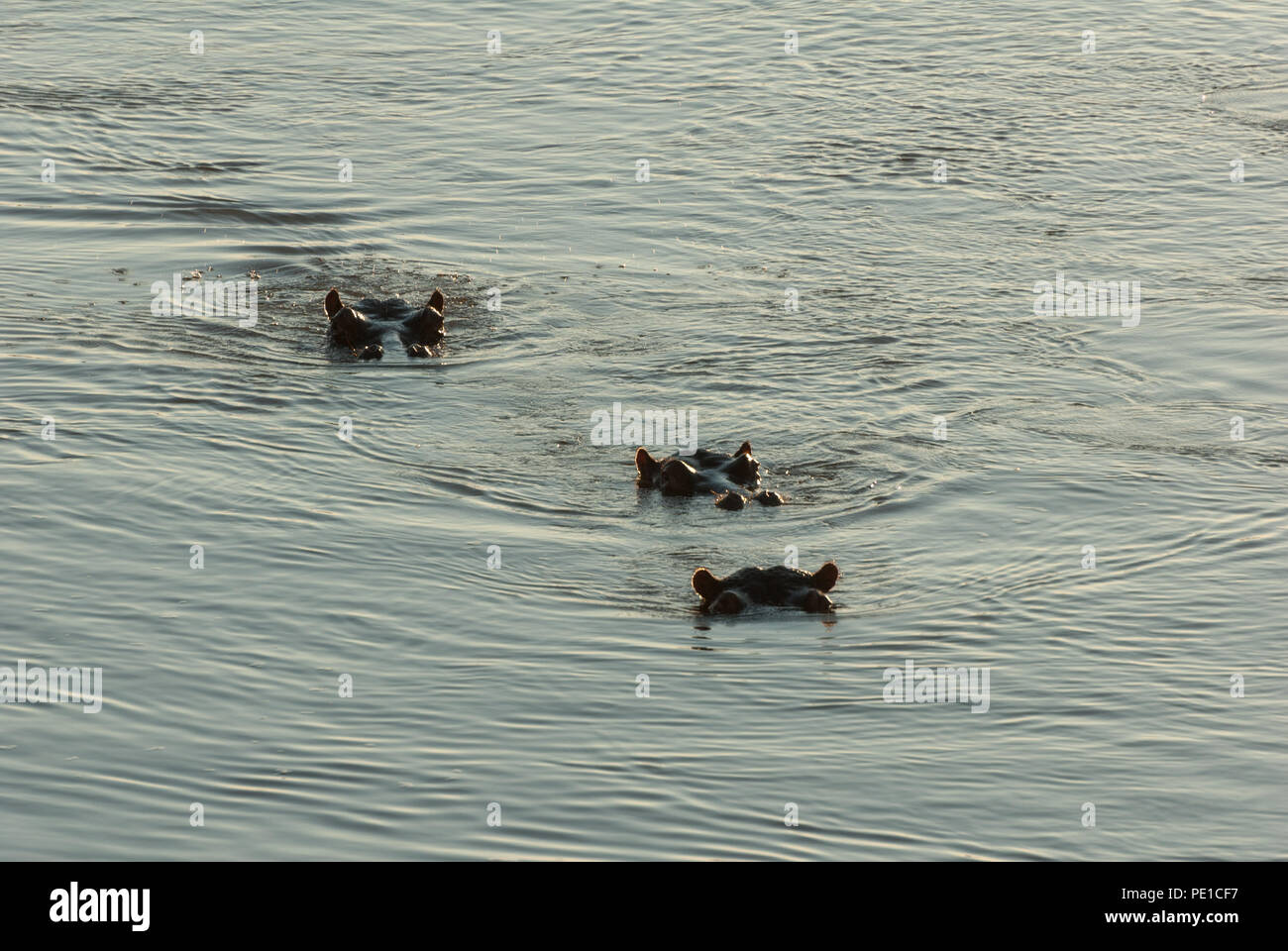 Drei Nilpferd Kopf schwimmen in einer Zeile, die Augen nur Stockfoto