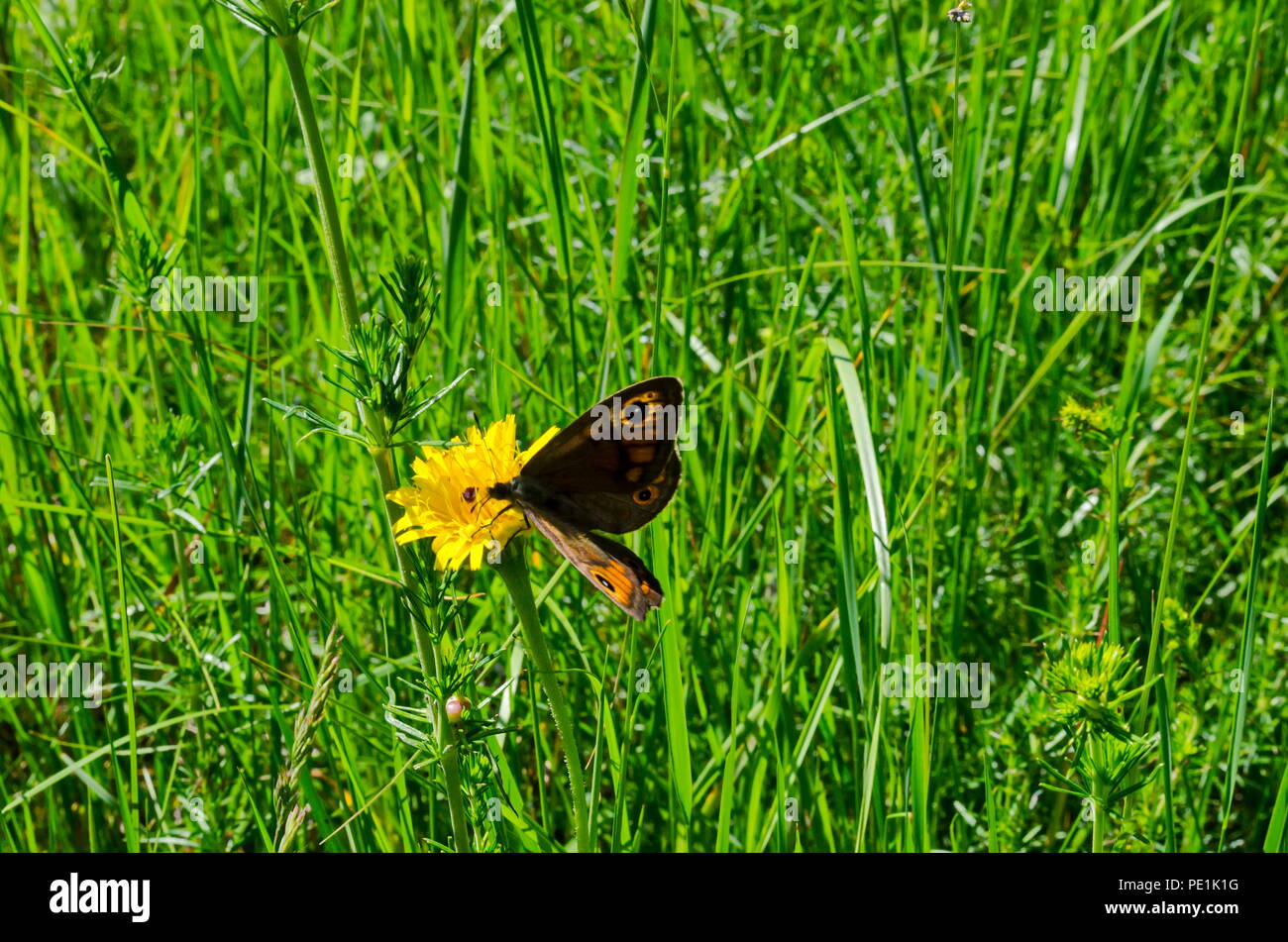 Riesige Peacock Motten oder Saturnia pavoniella auf ein Löwenzahn oder Tarataxum officinale in der Wiese wilde gelbe Blume in der Wiese, Bezirk Marchaevo, Sofia Stockfoto