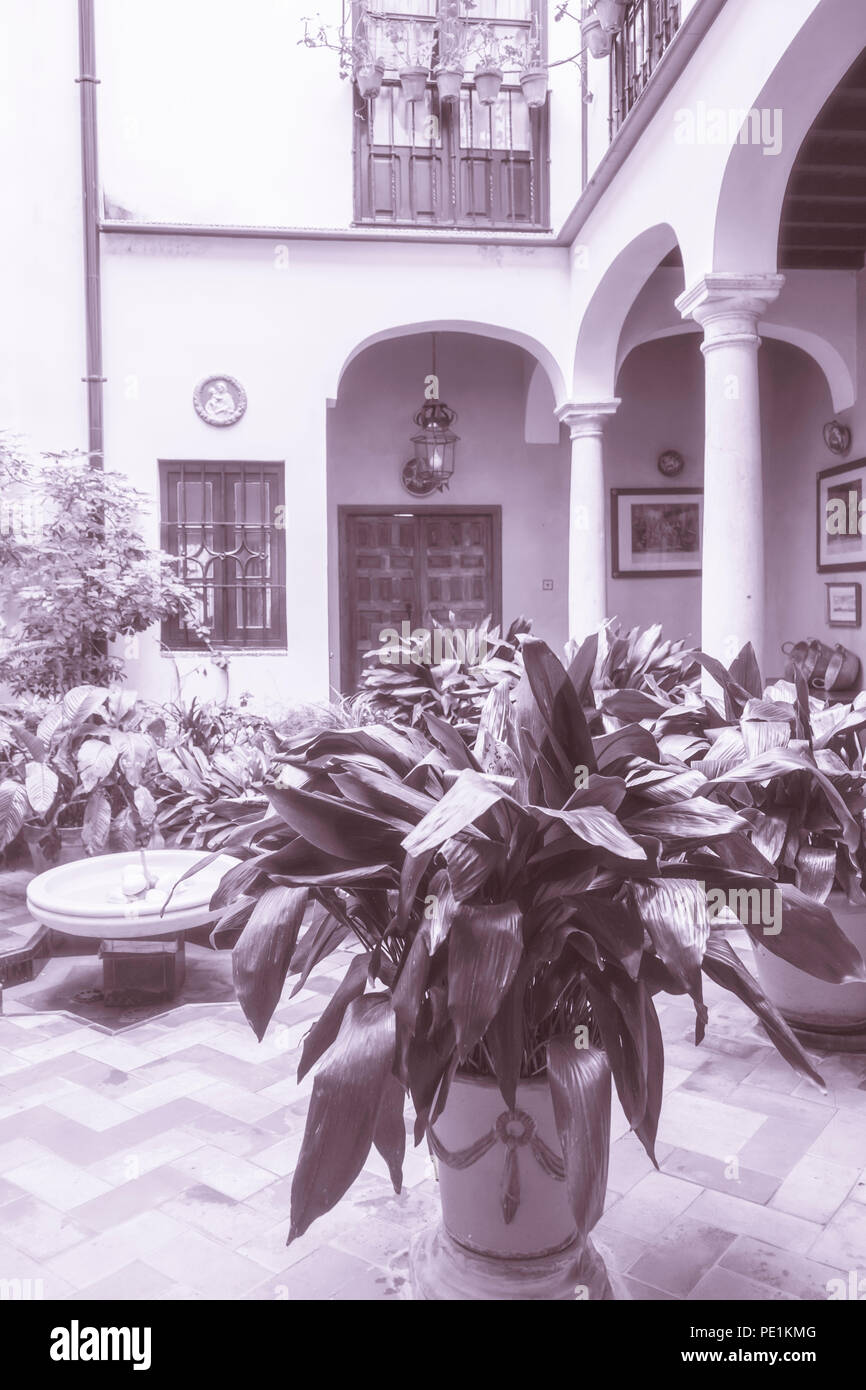 Moncohrome des Hauses Pflanzen in einen Innenhof Terrasse eines Wohnhauses in Sevilla, Andalusien, Spanien Stockfoto