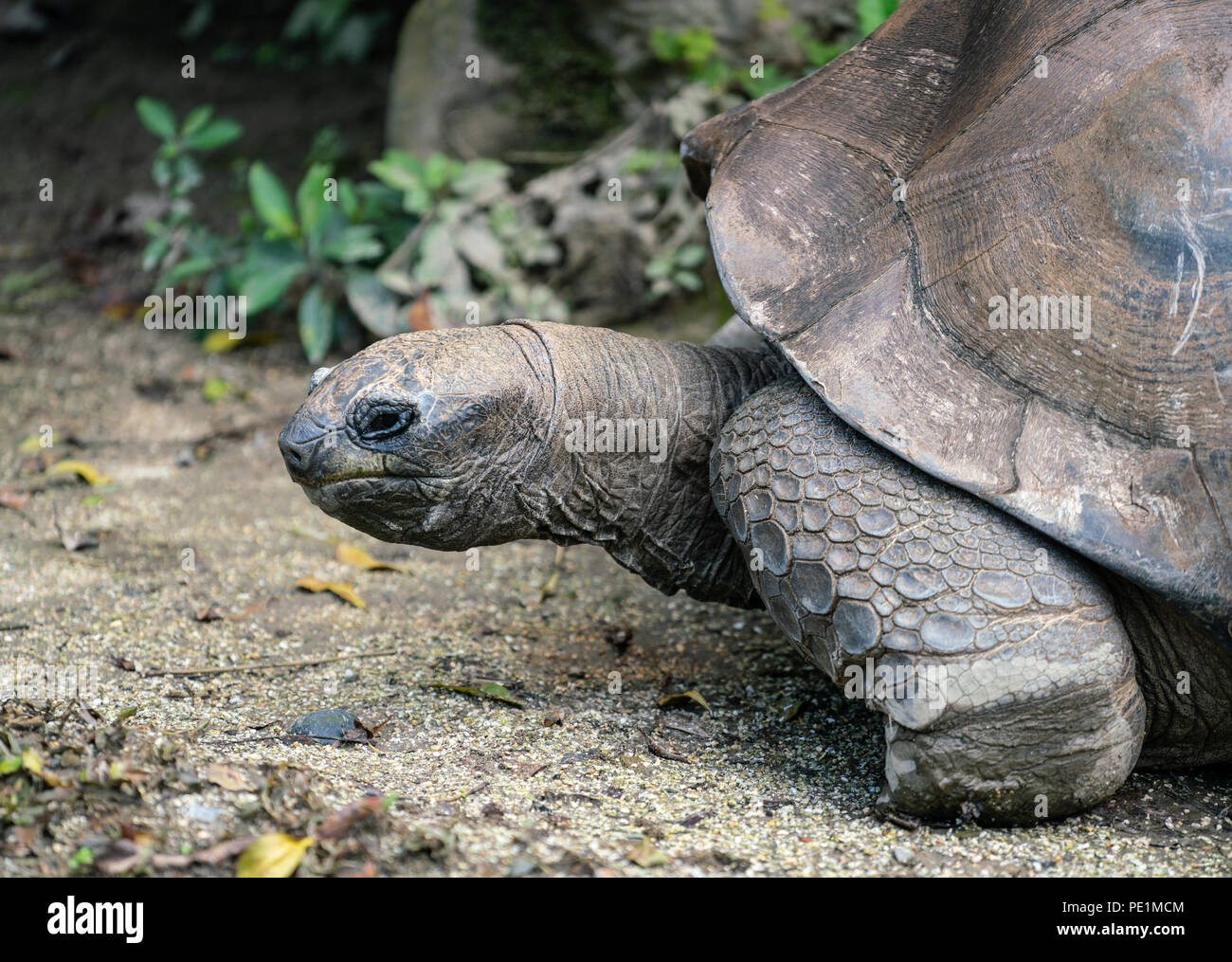 Riesenschildkröte Aldabrachelys gigantea details Nahaufnahme des Kopfes Stockfoto