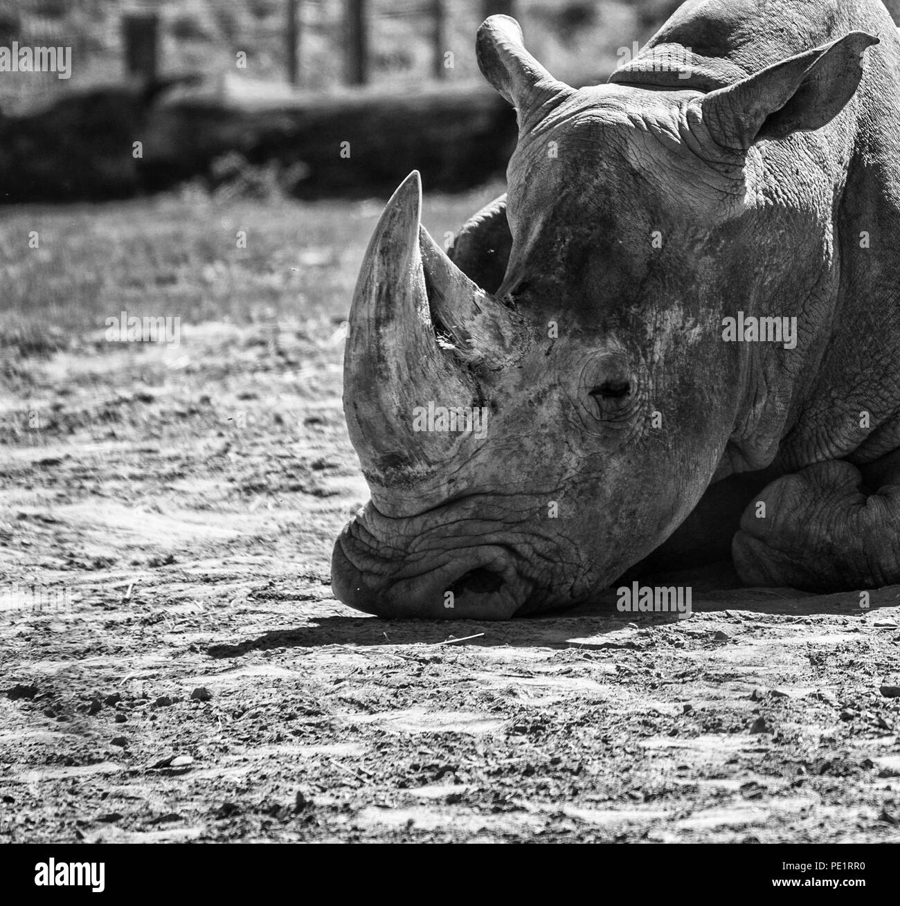 Grosse Nashorn auf ein Feld Stockfoto