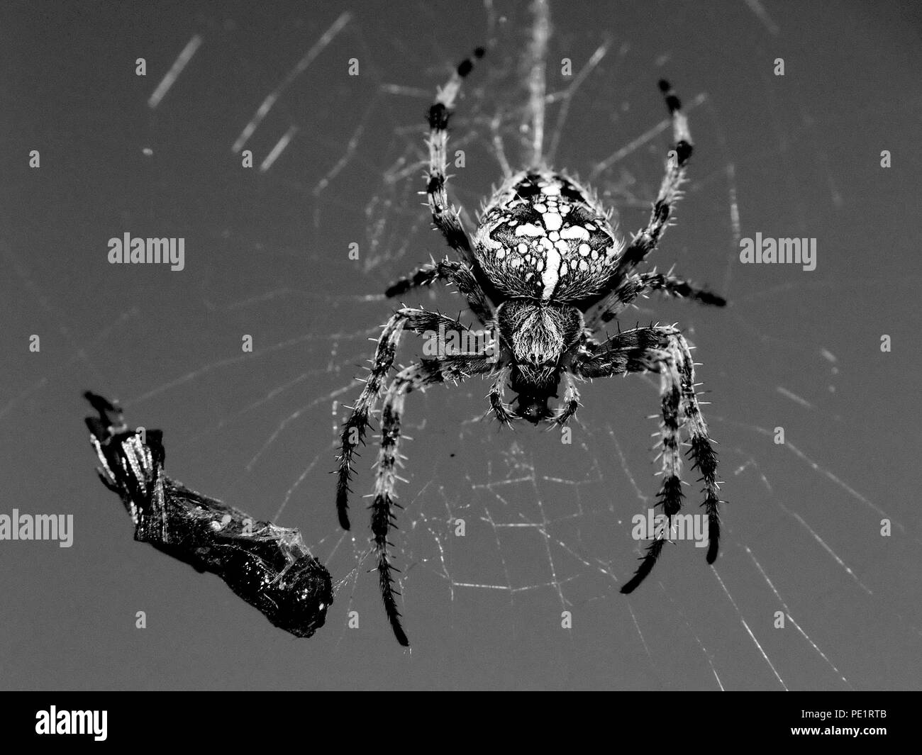 Spinne und seine cactch Stockfoto