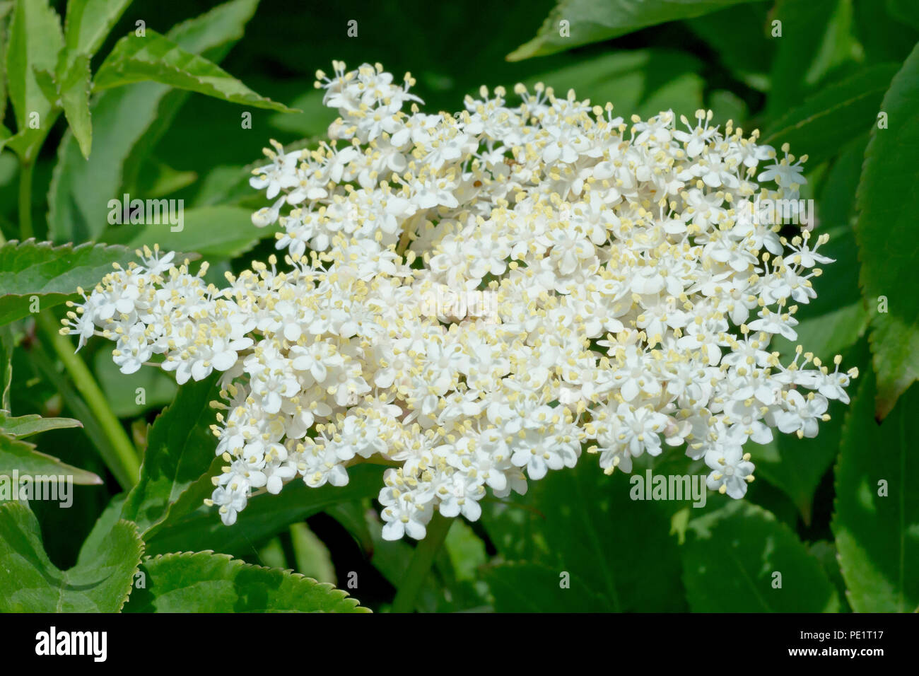 Holunder, Holunderblüte oder Holunderbeere (sambucus nigra ...