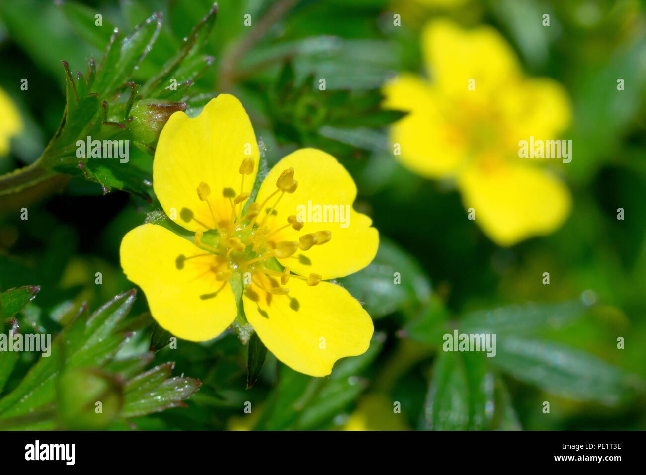 (Tormentill potentilla Erecta), Nahaufnahme, wie eine einzelne Blume mit einem anderen im Hintergrund. Stockfoto