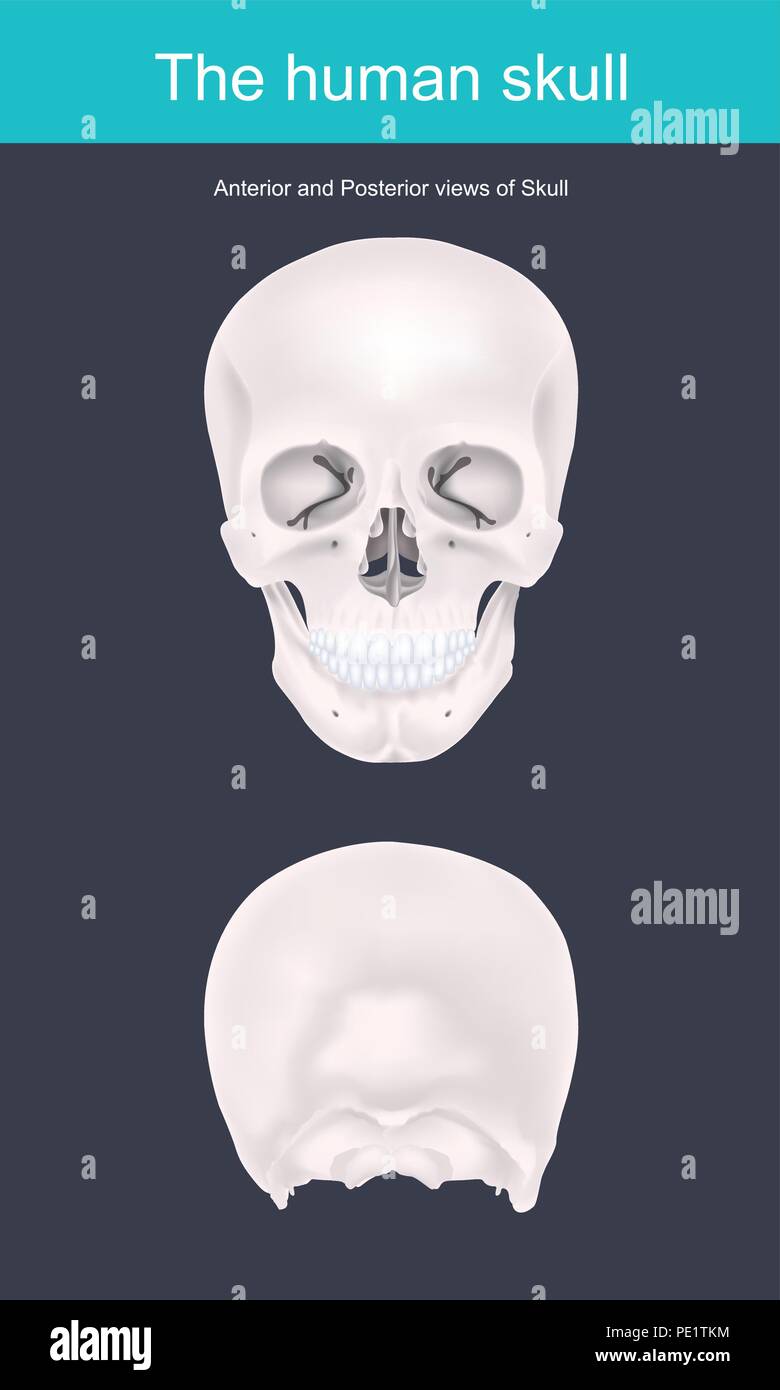 Der menschliche Schädel ist die knöcherne Struktur, die Formen der Kopf im menschlichen Skelett. Es unterstützt die Strukturen des Gesichtes und bildet einen Hohlraum für die Bh Stock Vektor
