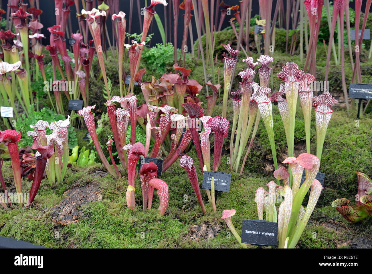 Shropshire, Großbritannien. 10. August 2018. Shrewsbury Flower Show 2018 Carniverous pflanzen Credit: Susie Kearley/Alamy leben Nachrichten Stockfoto